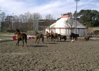 La cavalerie a Bouc Bel Air
